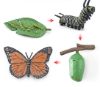 Life Cycle Objects - Butterfly