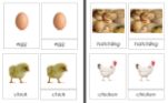 Sorting Cards-Chick Life Cycle EN