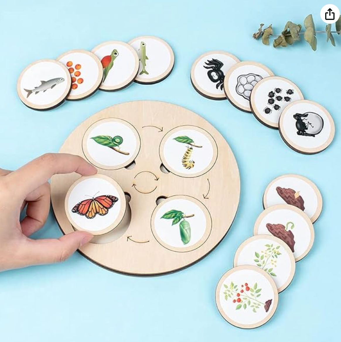 Wooden Life Cycle Toy Tray