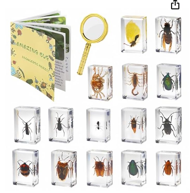 15 Insect specimens