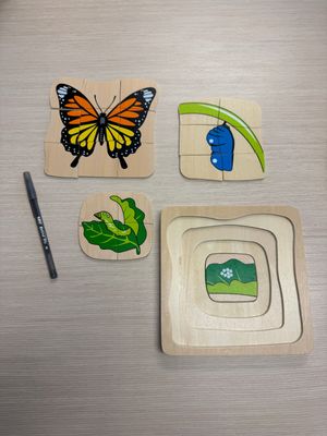 Butterfly Life Cycle
