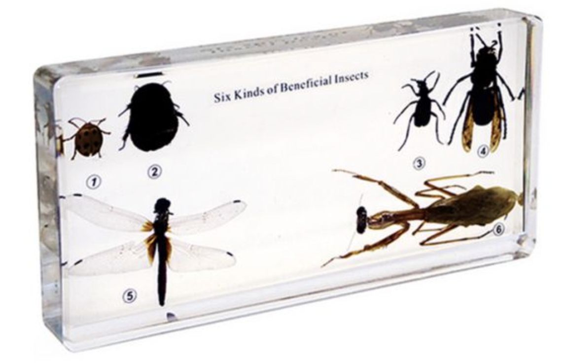 6 Kinds of Useful Insects