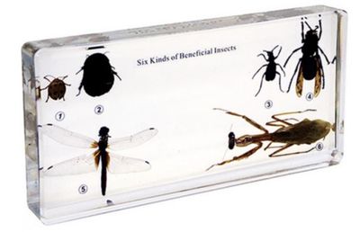 6 Kinds of Useful Insects