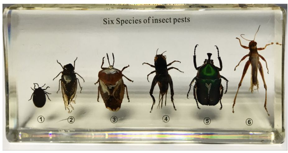 6 Kinds of Harmful Insects