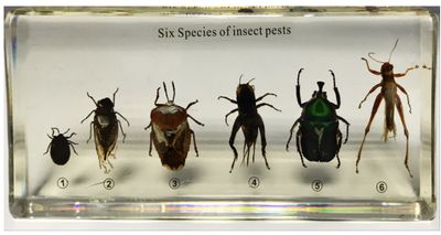 6 Kinds of Harmful Insects