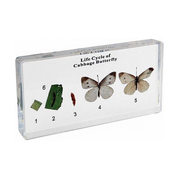 Life Cycle of Cabbage Butterfly