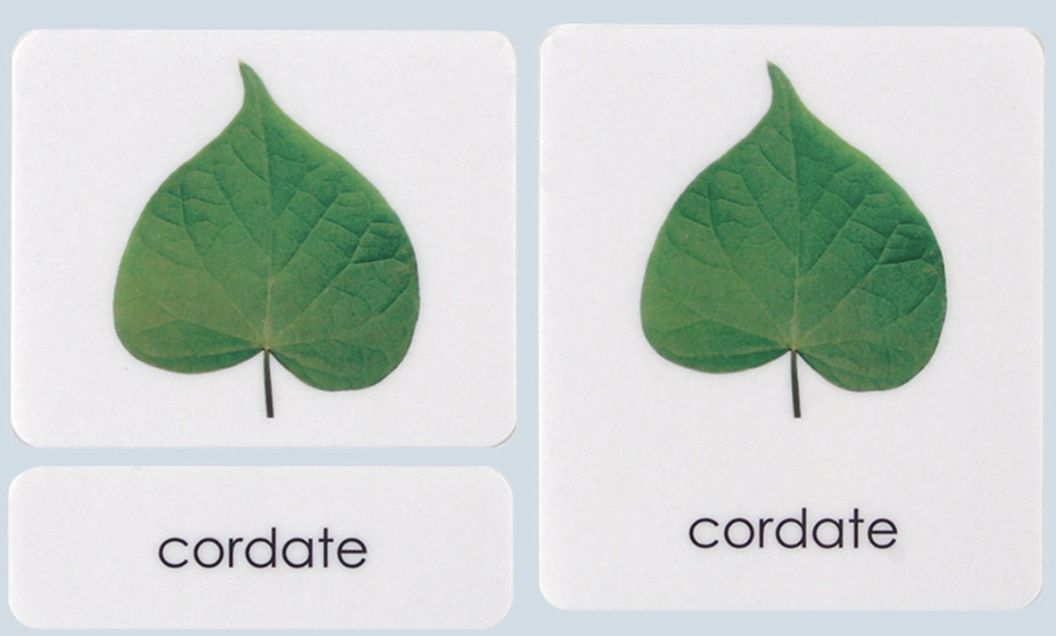 Leaf Cards