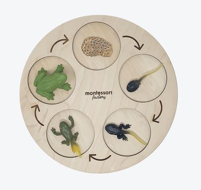 Life Cycle of Frog