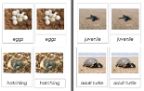 Sorting Cards-Turtle Life Cycle EN