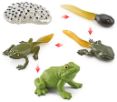 Life cycle of a Frog objects