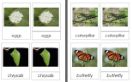 Sorting Cards-Butterfly Life Cycle EN