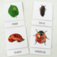 Sorting Cards-Ladybug Life Cycle EN