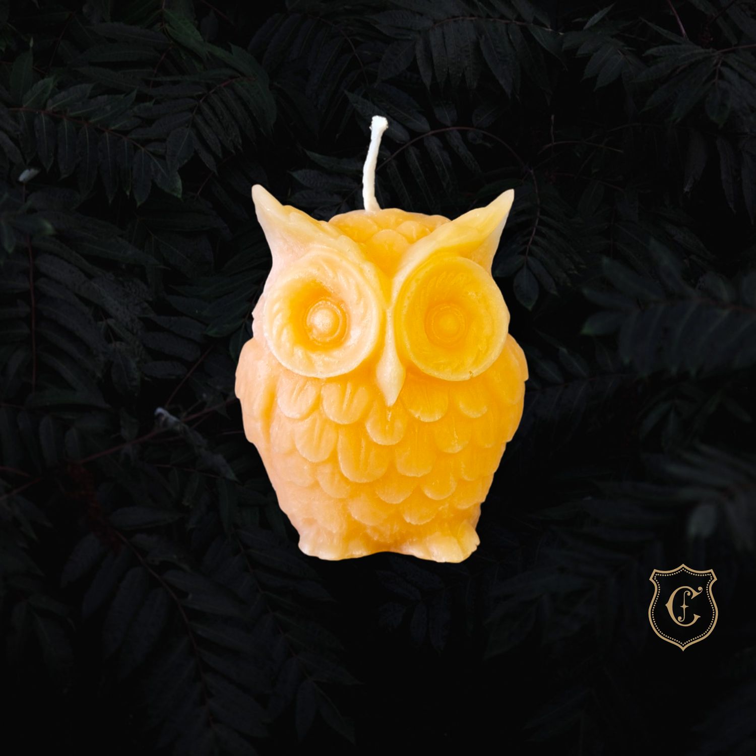 Maître hibou orange Maître hibou orange