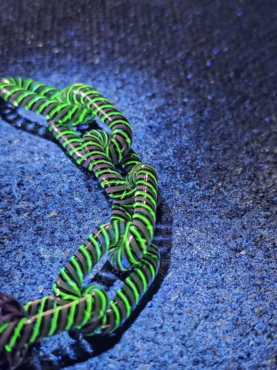 Anonamyss Glassworx Purple Cane and Aqua Cane Bracelet