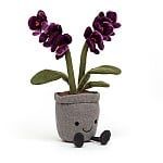 Amuseable Orchid