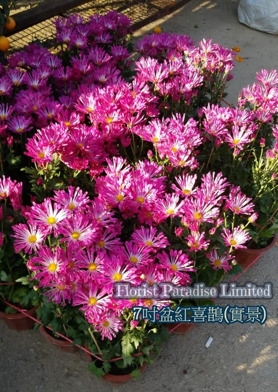 紅喜鵲