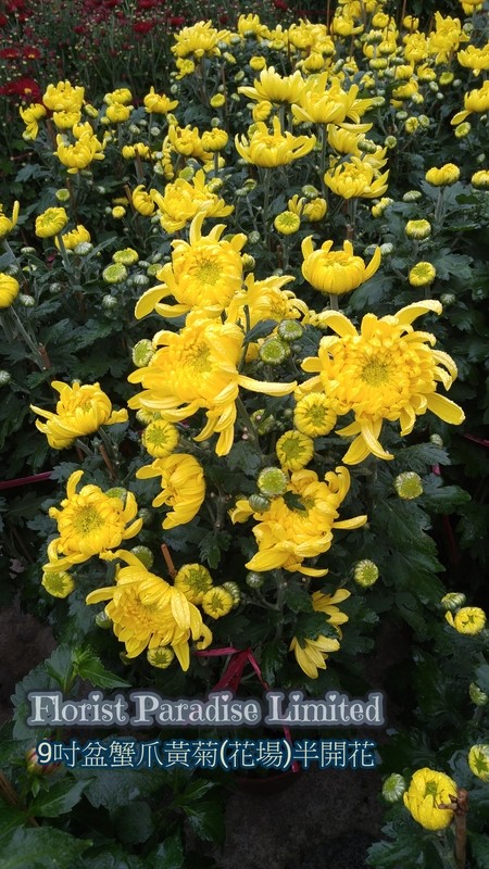 9吋盆蟹爪黃菊(花場)半開花