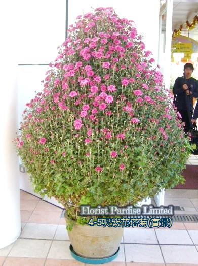 塔菊