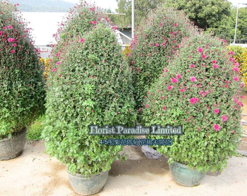 4-5呎紫花塔菊(花場未開花)