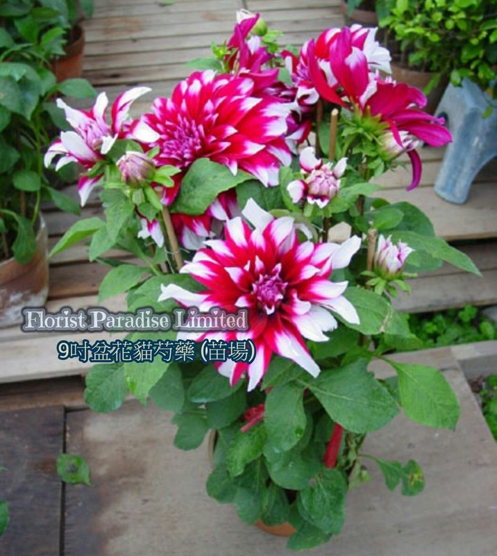 花貓芍藥