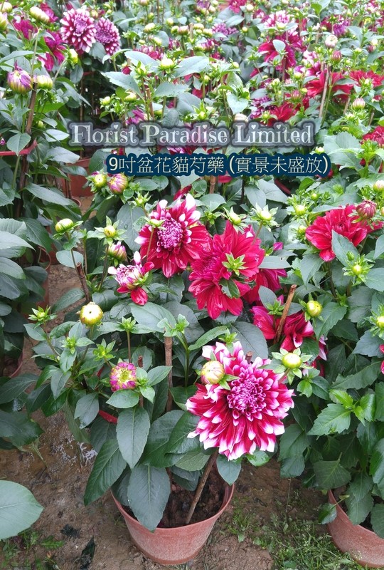 9吋盆花貓芍藥 (實景未盛放)