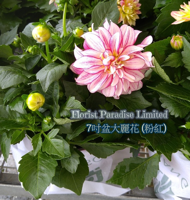 大麗花
