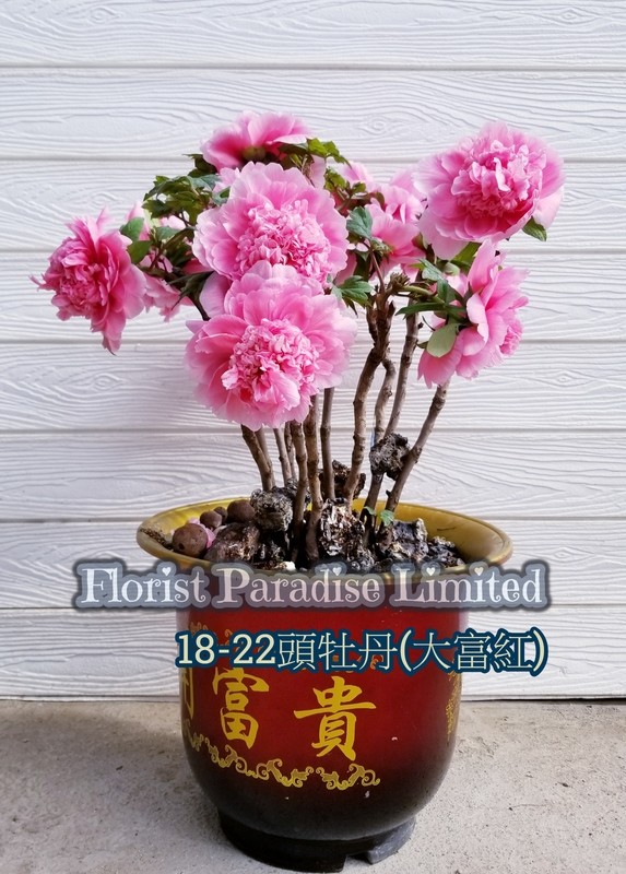 18-22頭牡丹(大富紅)