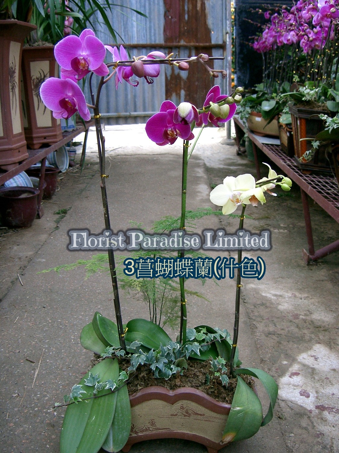 4菖蝴蝶蘭(紫)花場