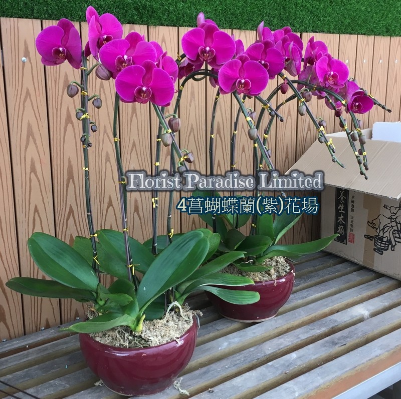 4菖蝴蝶蘭(紫)花場
