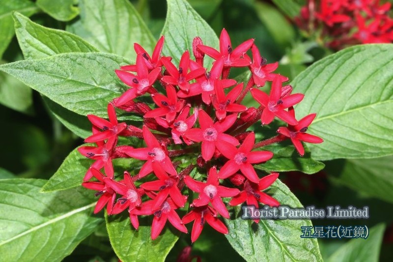 五星花(紅)(近鏡)