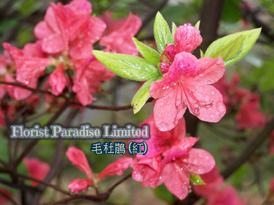 毛杜鵑 (山杜鵑/錦綉杜鵑)