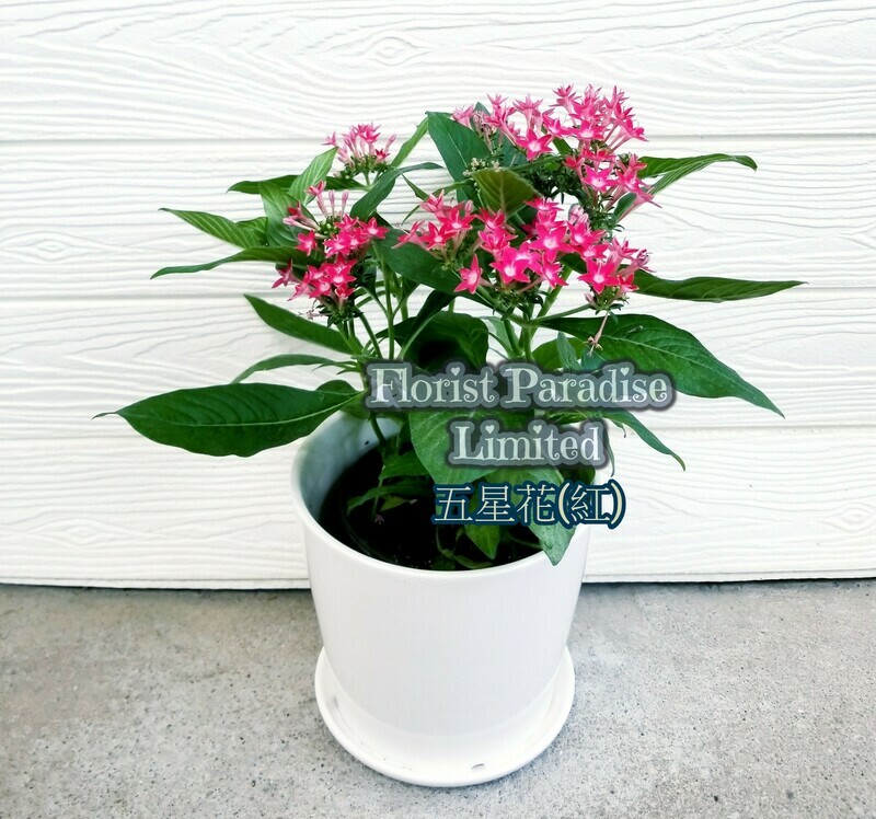 五星花