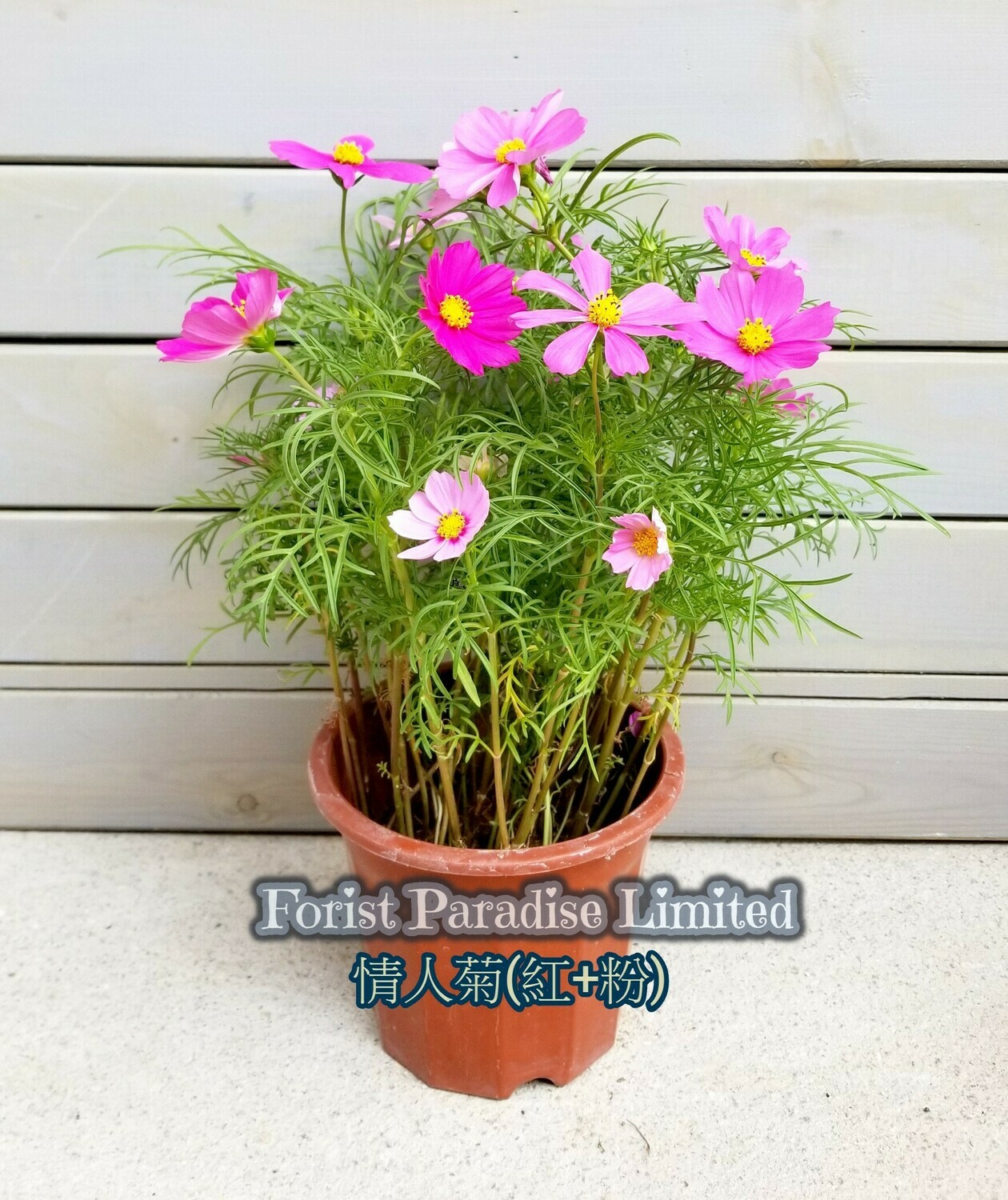 波斯菊(秋英)