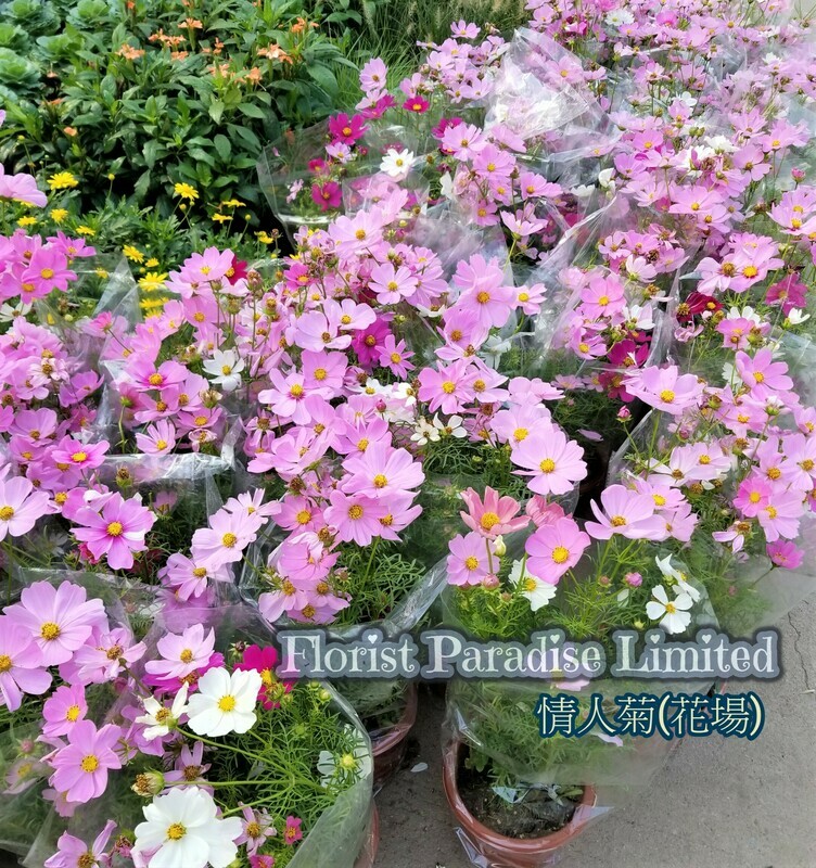 波斯菊(秋英)