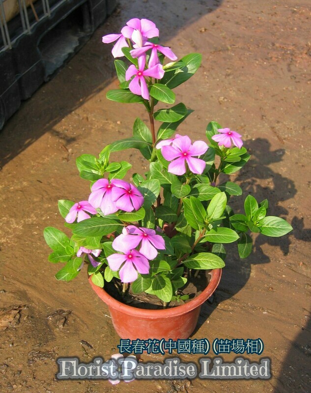 長春花
