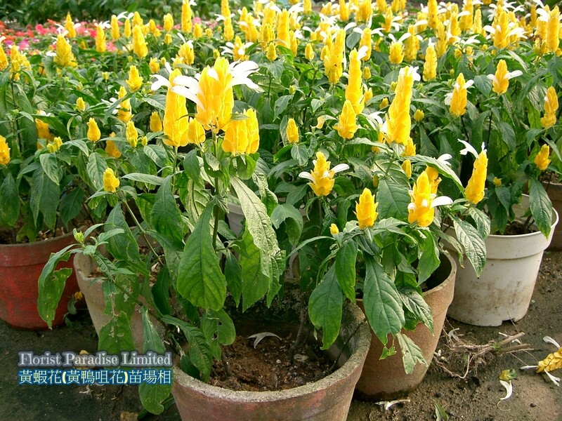 黃蝦花
