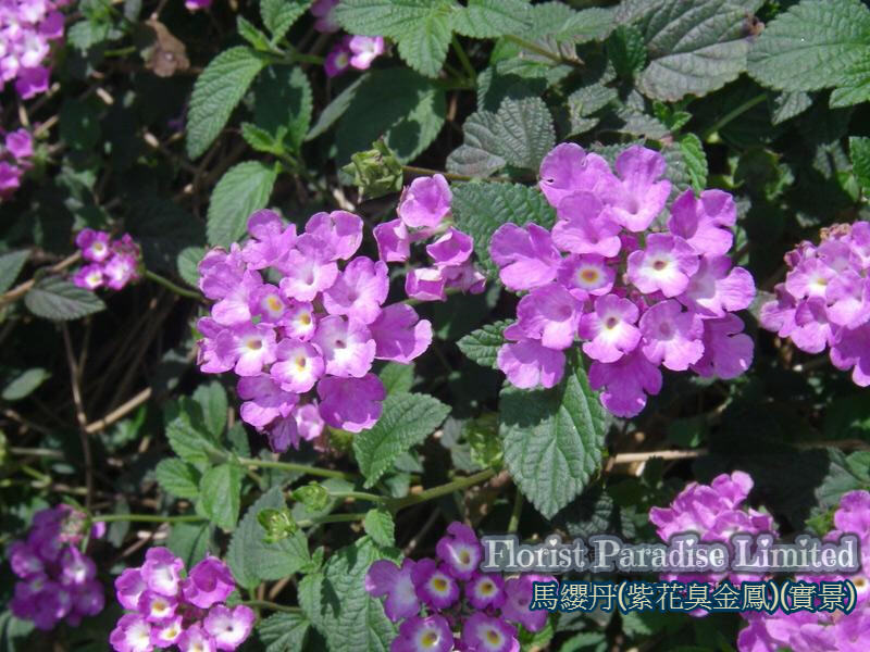 馬纓丹(臭金鳳)