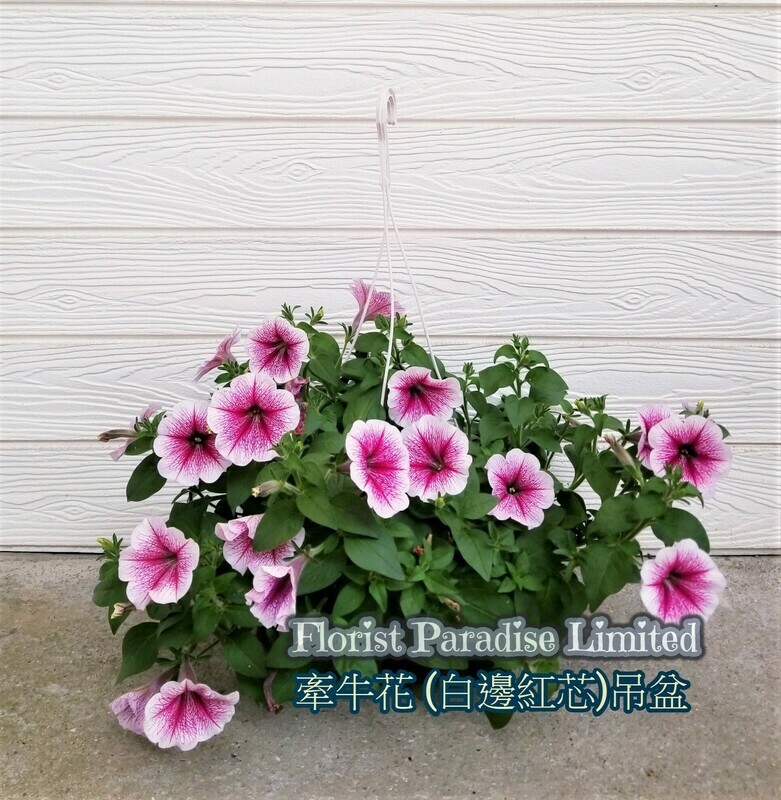 牽牛花