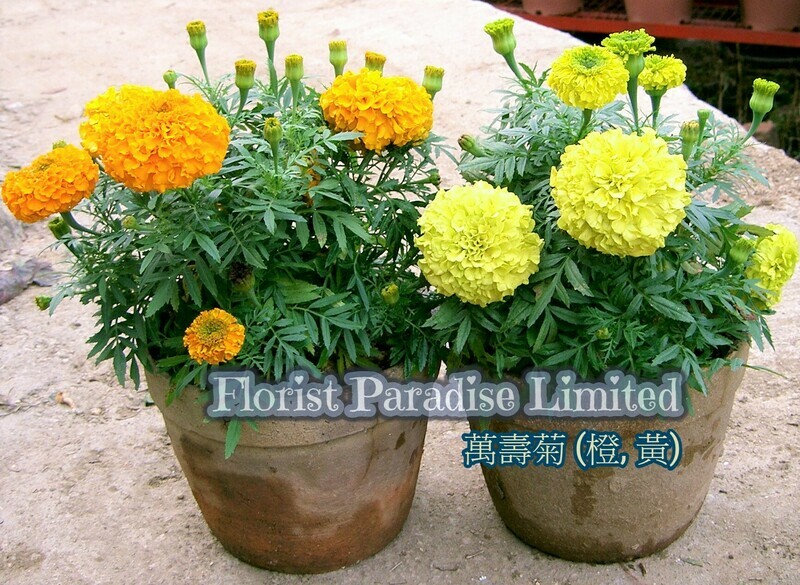 萬壽菊