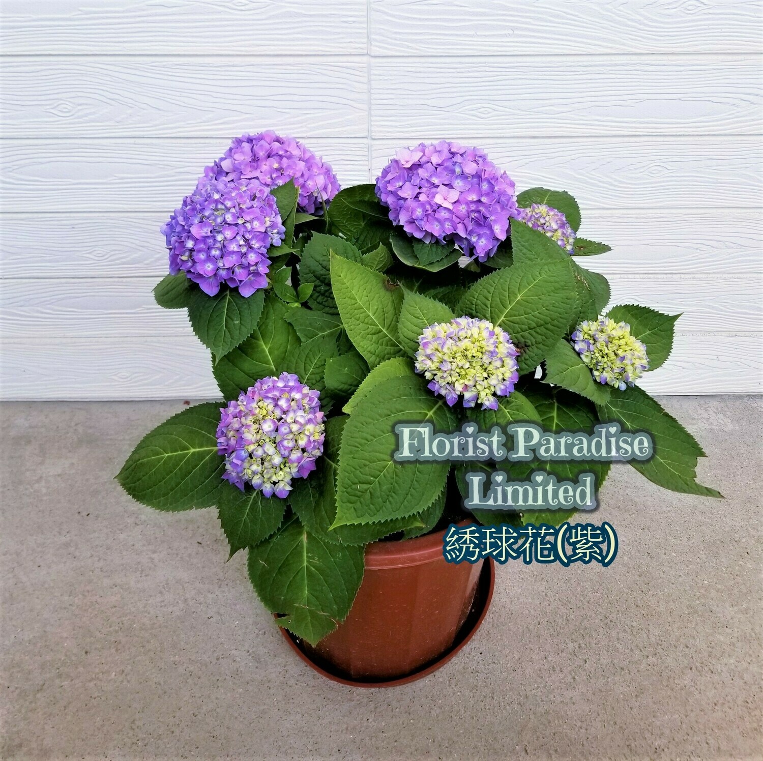 繡球花