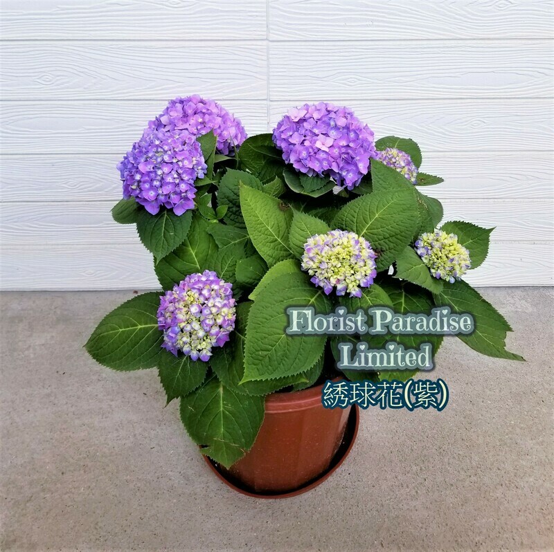 繡球花