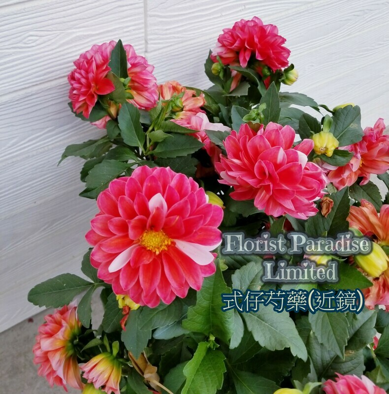式仔芍藥