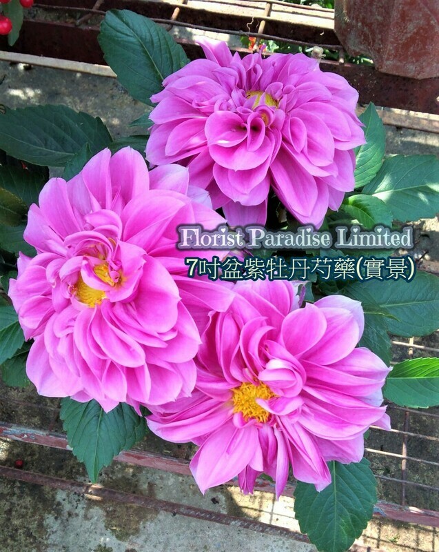 紫牡丹芍藥