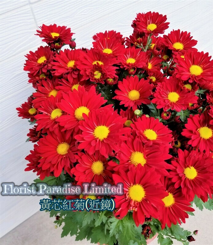 黃芯紅菊
