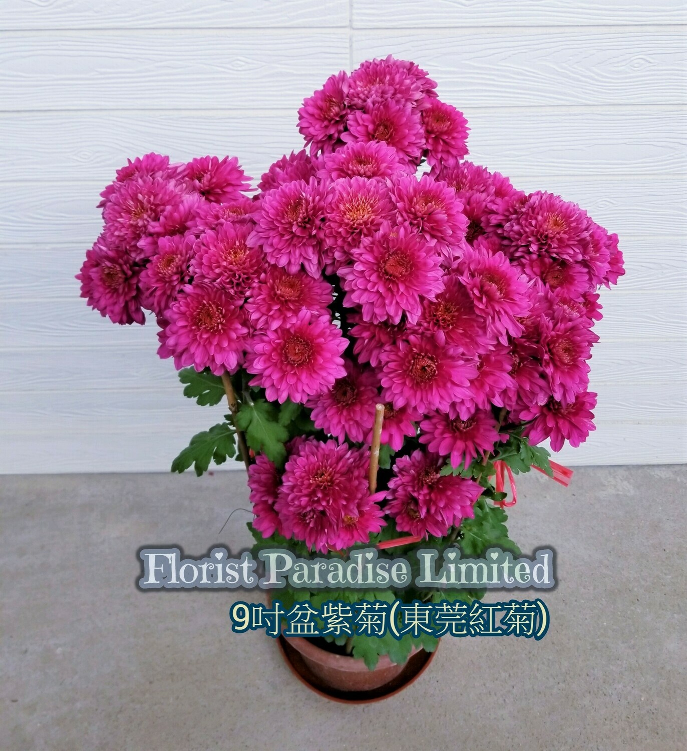 紫菊(東莞紅菊)