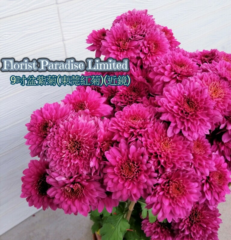 紫菊(東莞紅菊)
