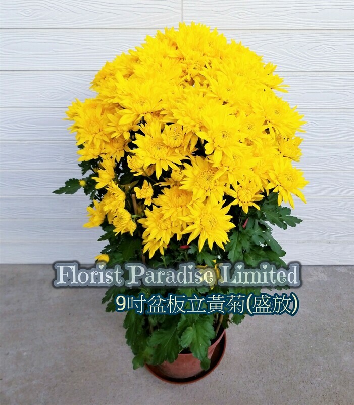黃菊(台黃/板立)