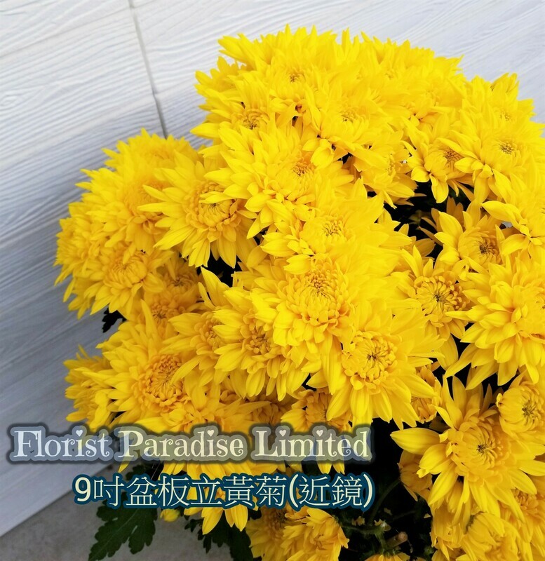 黃菊(台黃/板立)