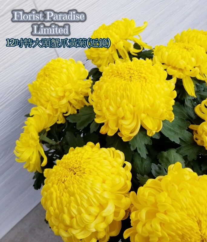 特大蟹爪黃菊