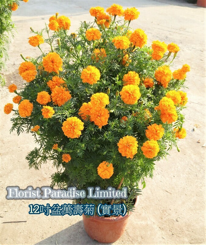 萬壽菊
